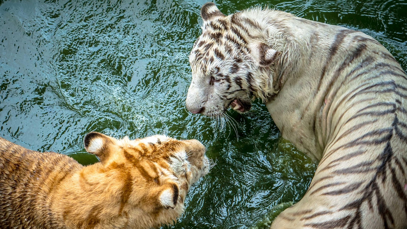 Ezekre figyelj oda, ha állatkertben fényképezel! - NextFOTO
