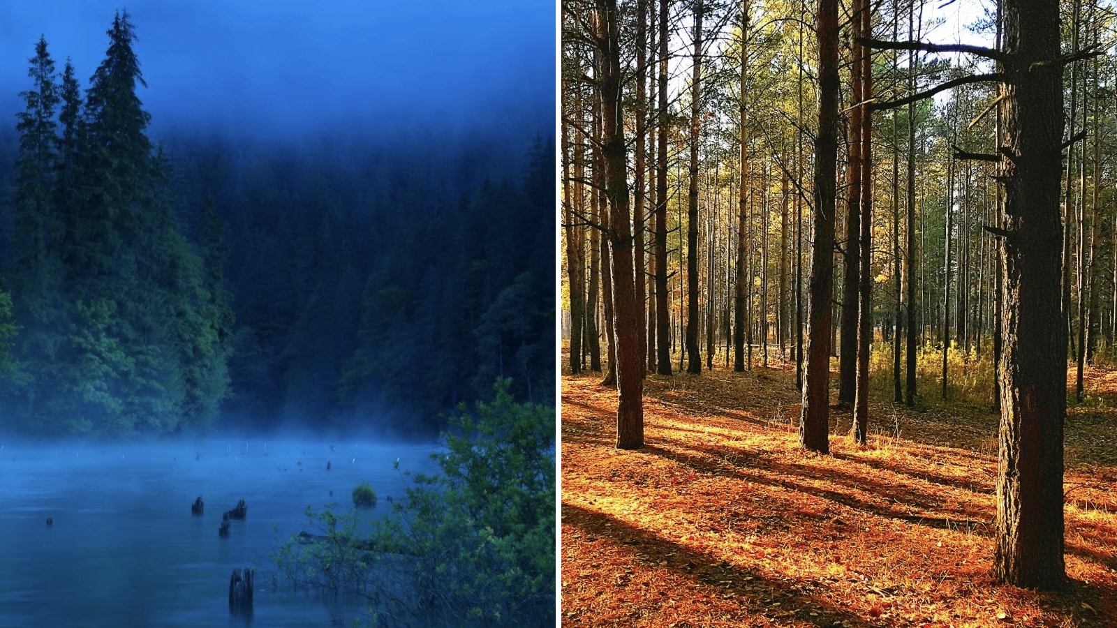 Természetfotózás az erdő mélyén – 5+1 hasznos tanács - Nextfoto