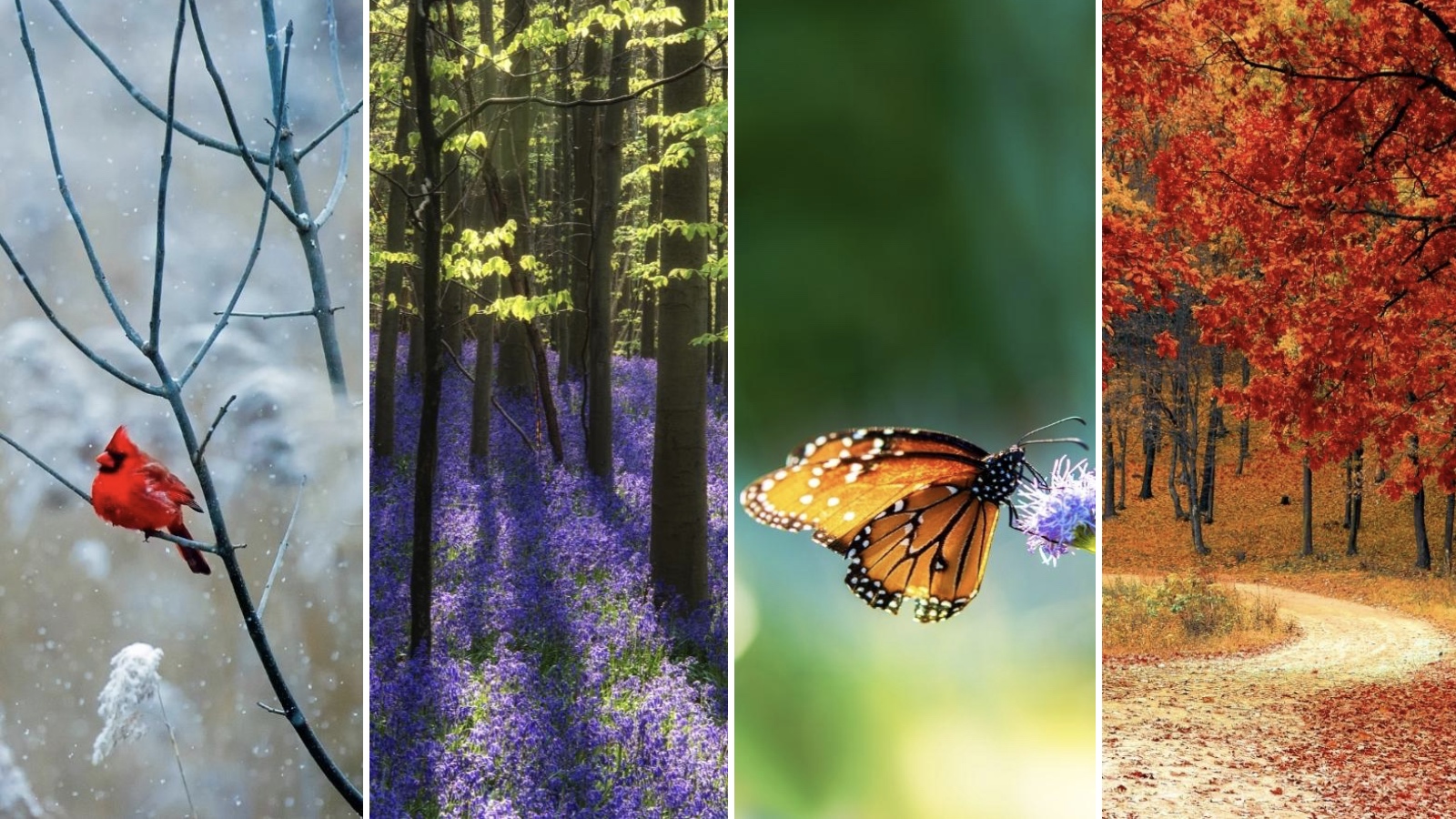 Természetfotózás az erdő mélyén – 5+1 hasznos tanács - Nextfoto